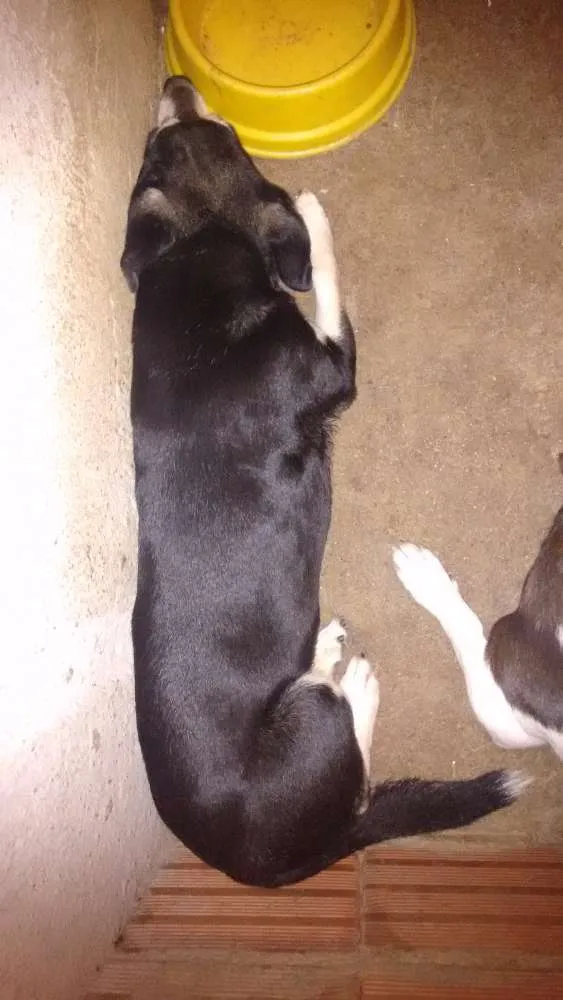 Cachorro ra a Sem raça definida idade 4 anos nome Nick