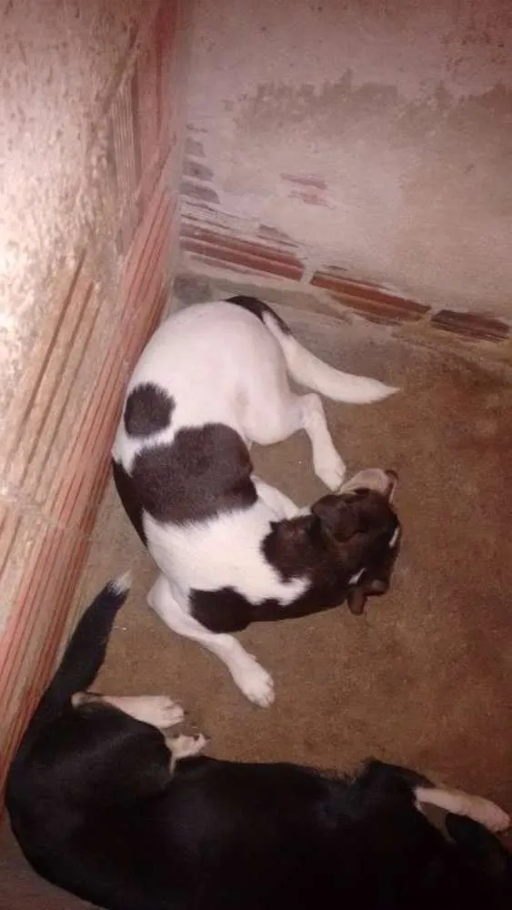 Cachorro ra a Sem raça definida idade 4 anos nome Gabe