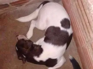 Cachorro raça Sem raça definida idade 4 anos nome Gabe