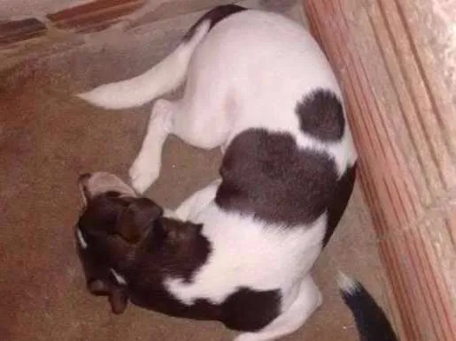 Cachorro ra a Sem raça definida idade 4 anos nome Gabe