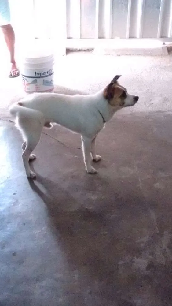 Cachorro ra a Sem raça definida idade 2 anos nome Mendigo