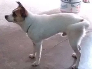 Cachorro raça Sem raça definida idade 2 anos nome Mendigo