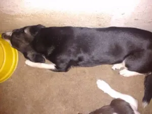 Cachorro raça Sem raça definida idade 4 anos nome Nick