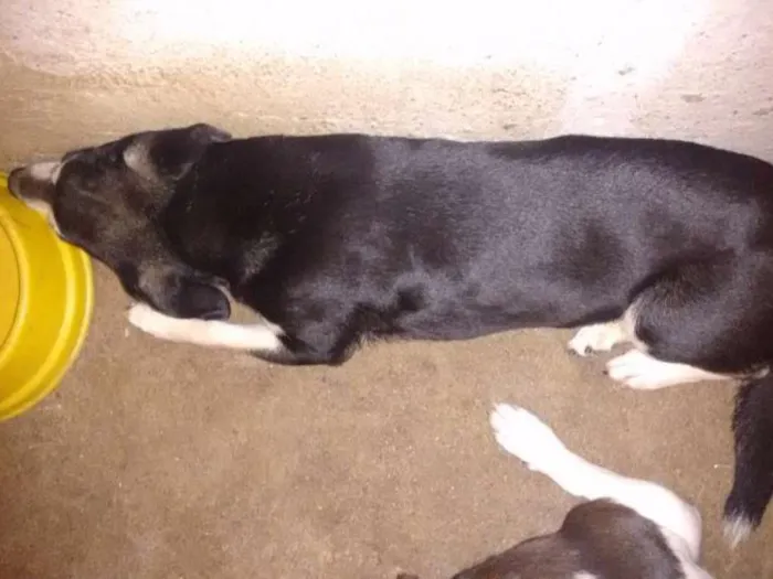 Cachorro ra a Sem raça definida idade 4 anos nome Nick