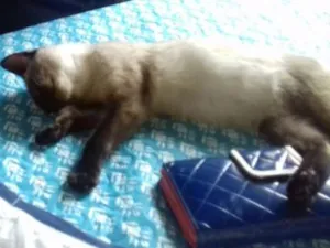 Gato raça Siamês idade 2 a 6 meses nome Sem nome