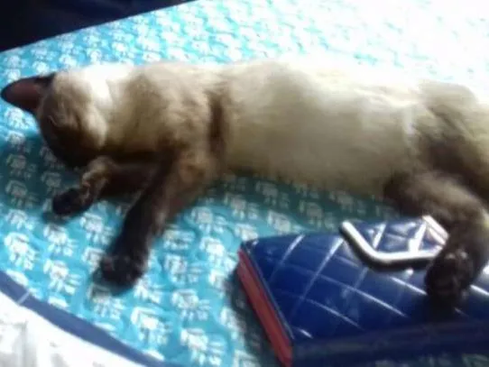Gato ra a Siamês idade 2 a 6 meses nome Sem nome