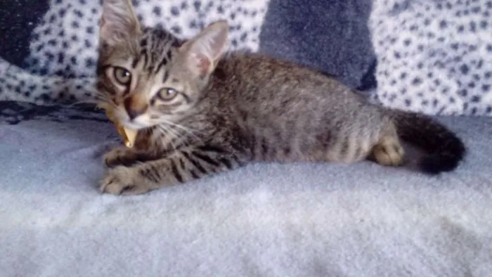 Gato ra a Indefinida  idade 2 a 6 meses nome Sem nome