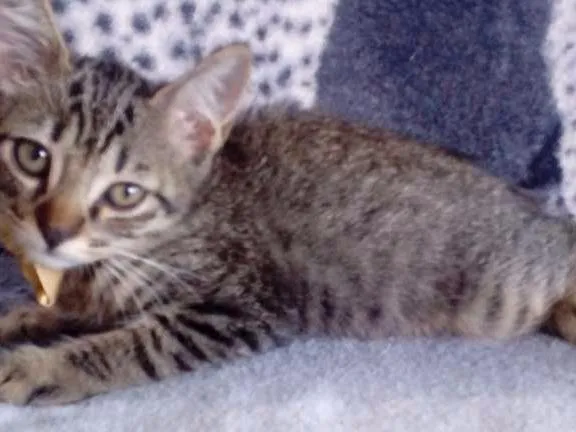 Gato ra a Indefinida  idade 2 a 6 meses nome Sem nome