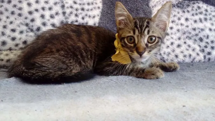 Gato ra a Indefinida  idade 2 a 6 meses nome Sem nome