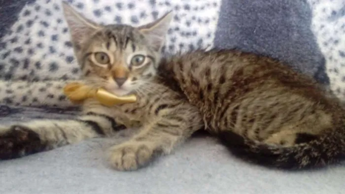 Gato ra a Indefinida  idade 2 a 6 meses nome Sem nome