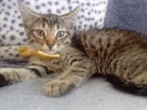 Gato raça Indefinida  idade 2 a 6 meses nome Sem nome