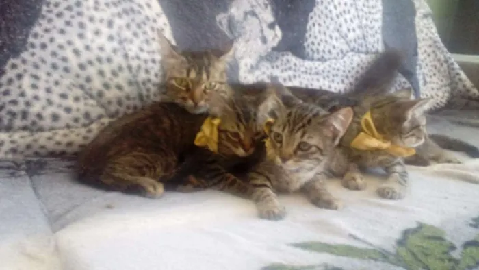 Gato ra a Indefinida  idade 2 a 6 meses nome Sem nome