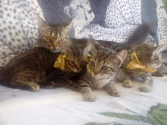 Gato ra a Indefinida  idade 2 a 6 meses nome Sem nome