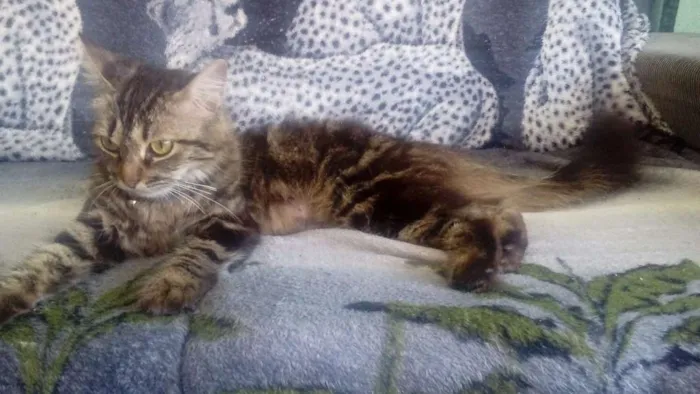 Gato ra a Indefinida  idade 2 a 6 meses nome Sem nome