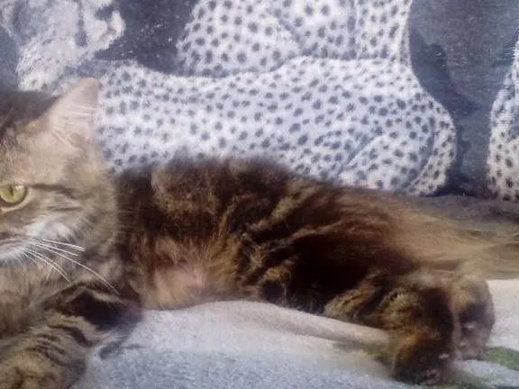 Gato ra a Indefinida  idade 2 a 6 meses nome Sem nome