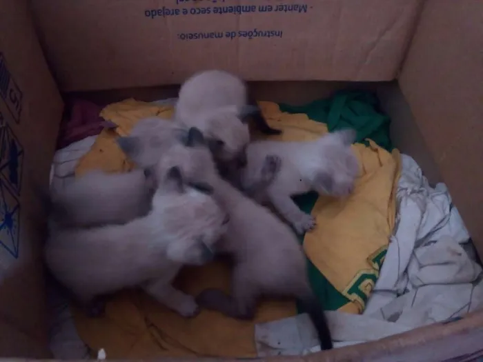 Gato ra a  idade Abaixo de 2 meses nome Filhotes de Gato