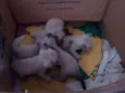 Filhotes de Gato