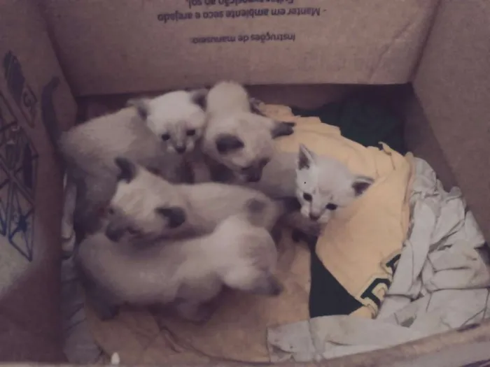 Gato ra a  idade Abaixo de 2 meses nome Filhotes de Gato