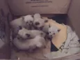 Filhotes de Gato
