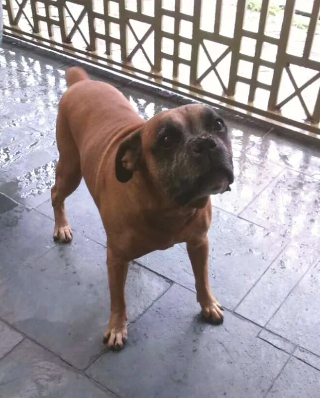 Cachorro ra a Boxer idade 6 ou mais anos nome Hércules