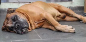 Cachorro raça Boxer idade 6 ou mais anos nome Hércules