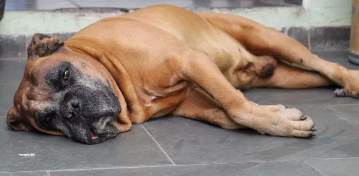 Cachorro ra a Boxer idade 6 ou mais anos nome Hércules