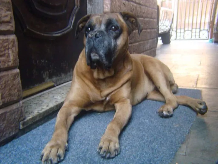 Cachorro ra a Boxer idade 6 ou mais anos nome Hércules