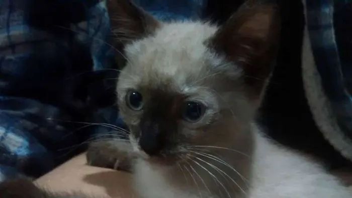 Gato ra a SRD idade 2 a 6 meses nome Sem nome