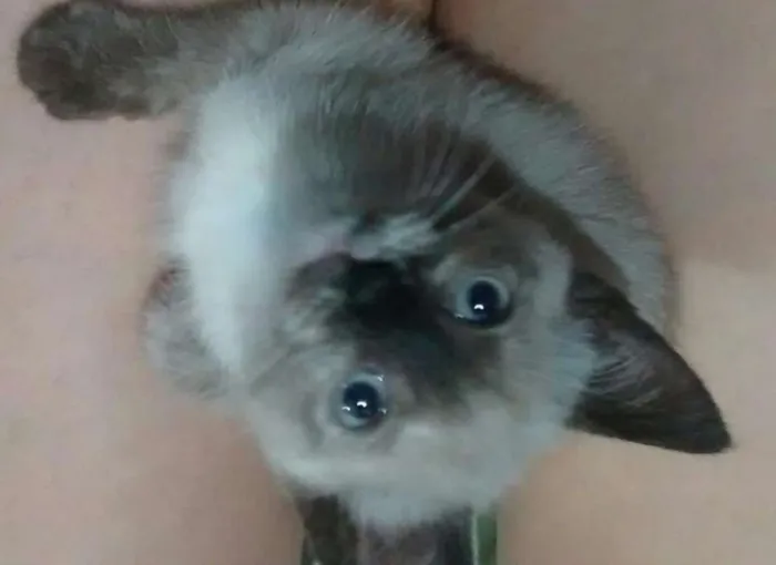 Gato ra a SRD idade 2 a 6 meses nome Sem nome