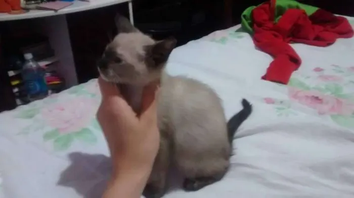 Gato ra a SRD idade 2 a 6 meses nome Sem nome