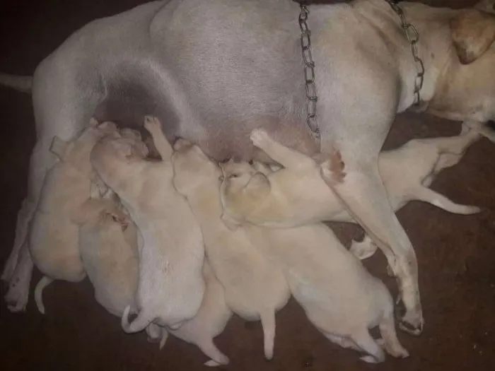 Cachorro ra a Vira-lata idade Abaixo de 2 meses nome Filhotes não tem nome