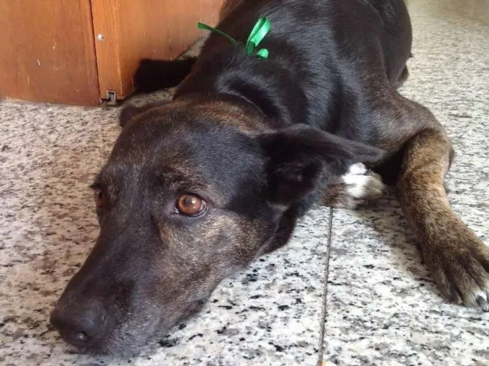 Cachorro ra a Parece labrador com vira-lata idade  nome Não sabemos o nome