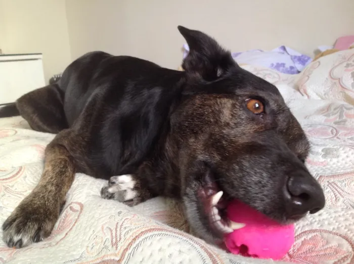 Cachorro ra a Parece labrador com vira-lata idade  nome Não sabemos o nome