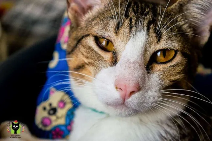 Gato ra a  idade 2 anos nome Peruche