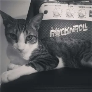Gato raça  idade 2 anos nome Peruche