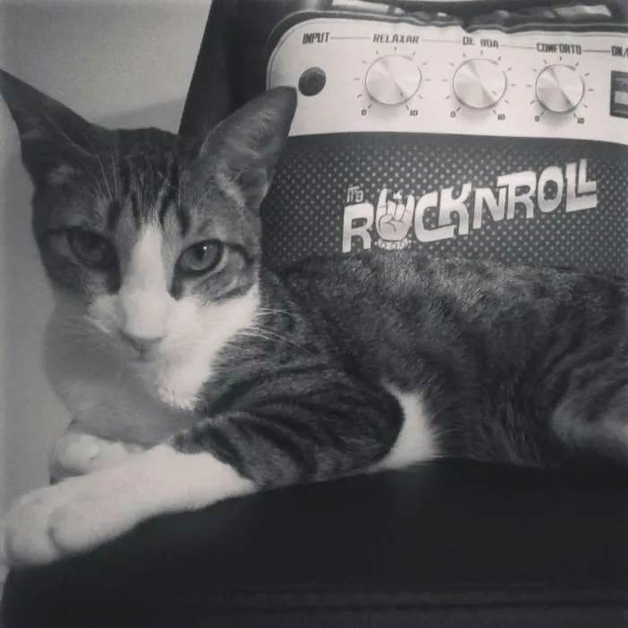 Gato ra a  idade 2 anos nome Peruche