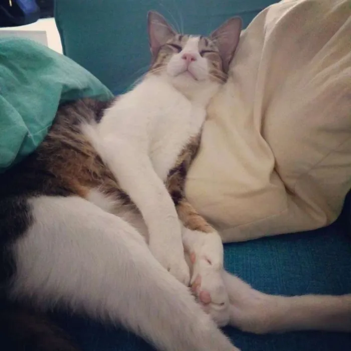 Gato ra a  idade 2 anos nome Peruche