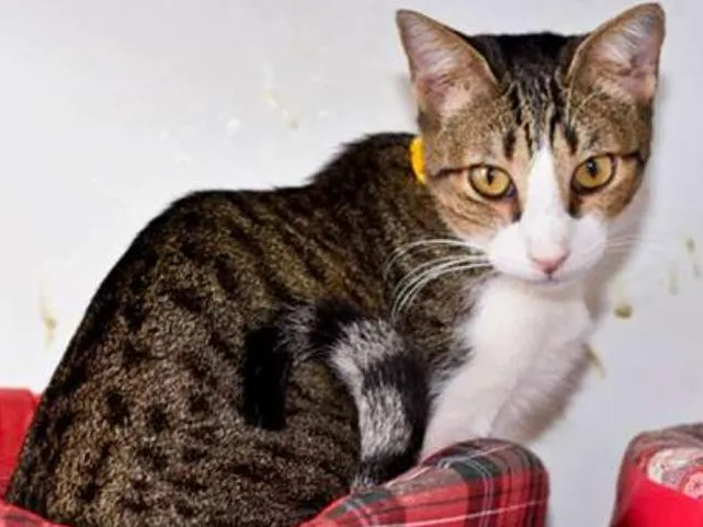 Gato ra a  idade 2 anos nome Peruche