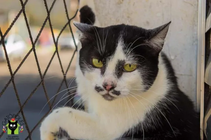 Gato ra a SRD idade 2 anos nome Clarice