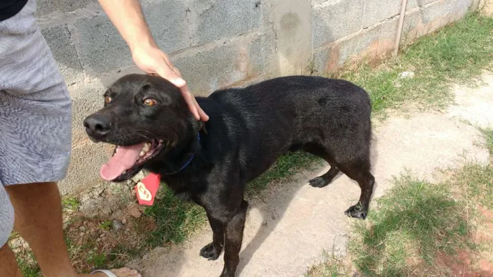 Cachorro ra a SRD idade 2 anos nome Max