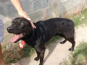 Cachorro raça SRD idade 2 anos nome Max