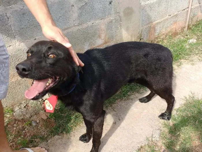 Cachorro ra a SRD idade 2 anos nome Max