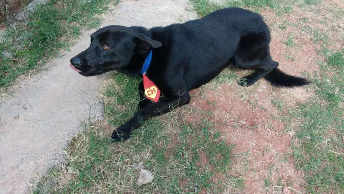 Cachorro ra a SRD idade 2 anos nome Max