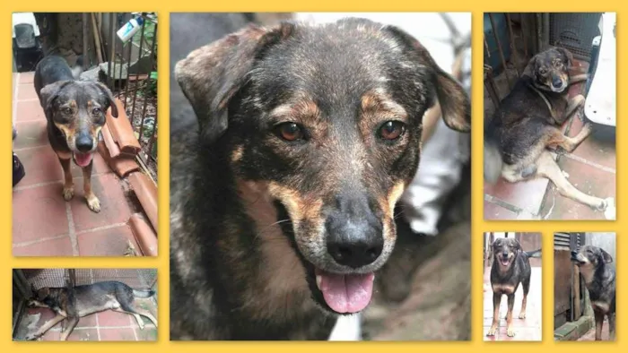 Cachorro raça srd idade 2 anos nome pedro