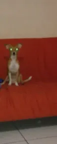 bolinha