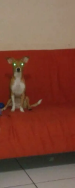 Cachorro ra a vira lata idade 2 a 6 meses nome bolinha