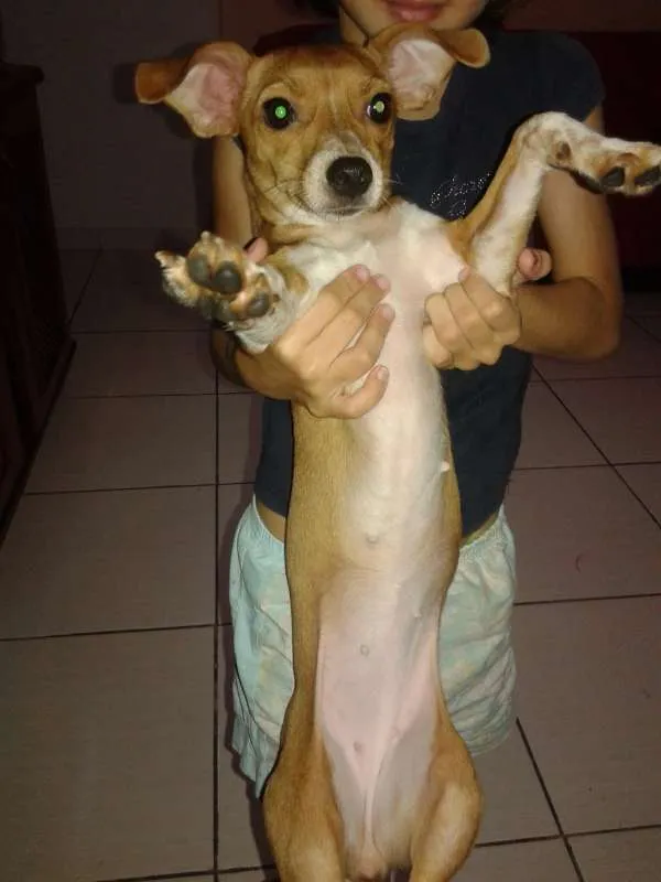 Cachorro ra a vira lata idade 2 a 6 meses nome bolinha