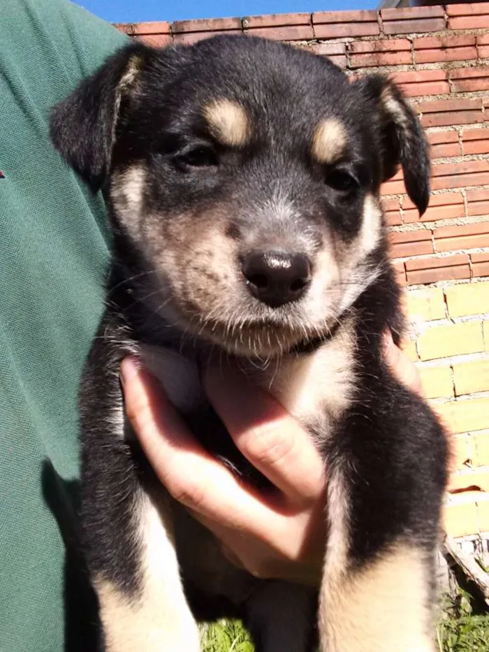 Cachorro ra a SRD idade Abaixo de 2 meses nome Sem nome