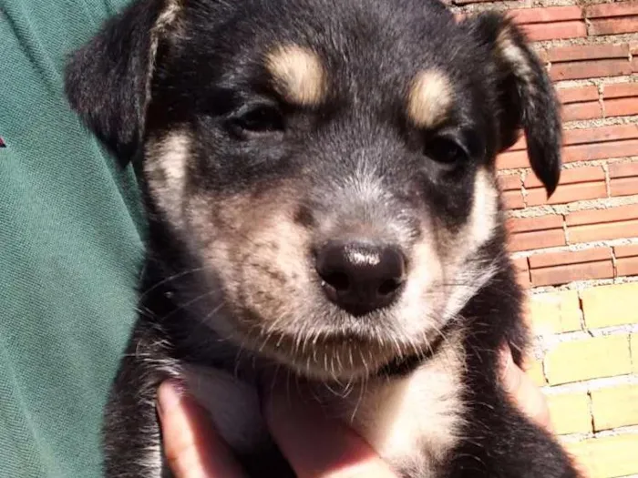 Cachorro ra a SRD idade Abaixo de 2 meses nome Sem nome