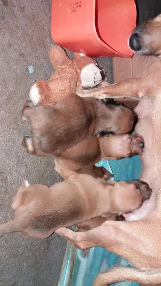 Cachorro ra a Rsd idade Abaixo de 2 meses nome Filhotes